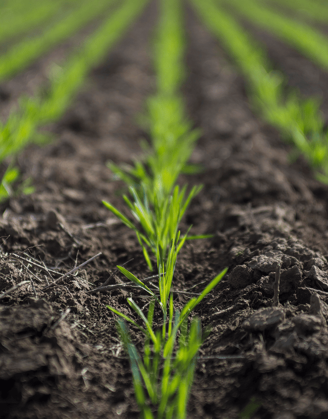 Organic Fertilizers