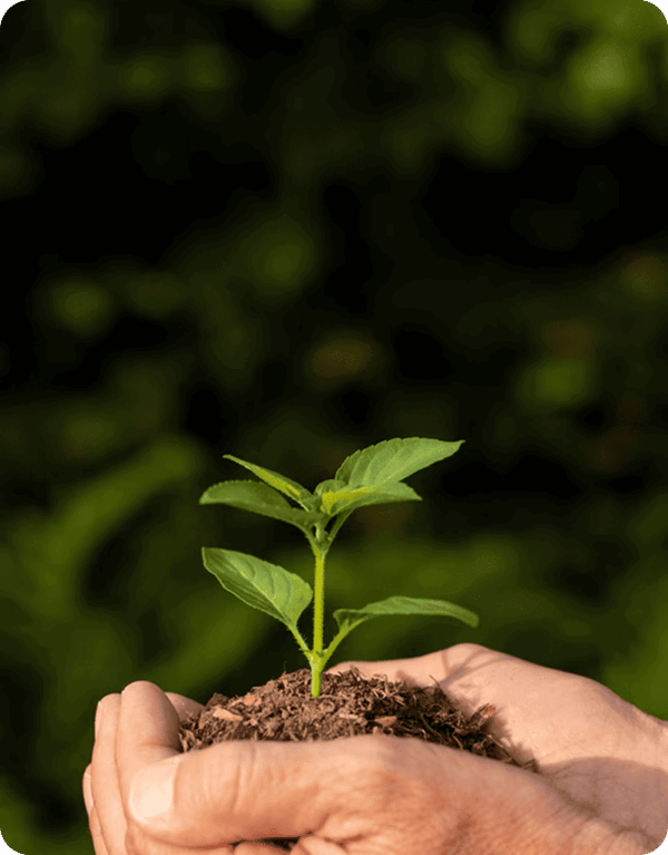 Herbal Seeds