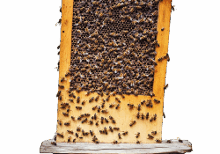 Bee Escape Boards