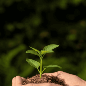 Herbal Seeds