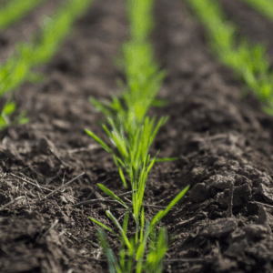Organic Fertilizers